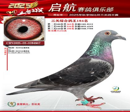 啟航三關(guān)鴿王184名