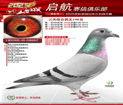 啟航三關(guān)鴿王196名