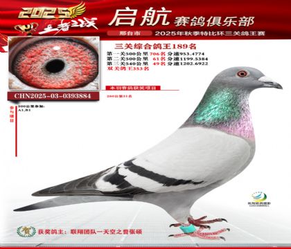 啟航三關(guān)鴿王189名
