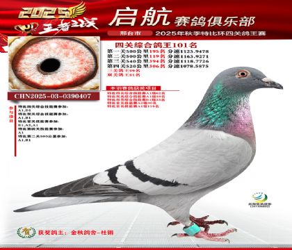 啟航四關(guān)鴿王101名