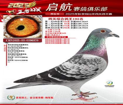 啟航四關(guān)鴿王102名