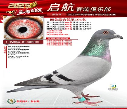 啟航四關(guān)鴿王104名