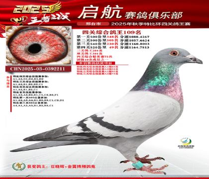 啟航四關(guān)鴿王109名