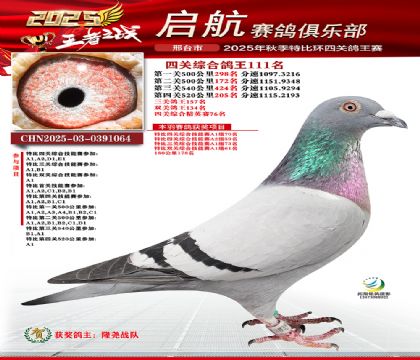 啟航四關(guān)鴿王111名