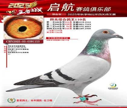 啟航四關(guān)鴿王110名