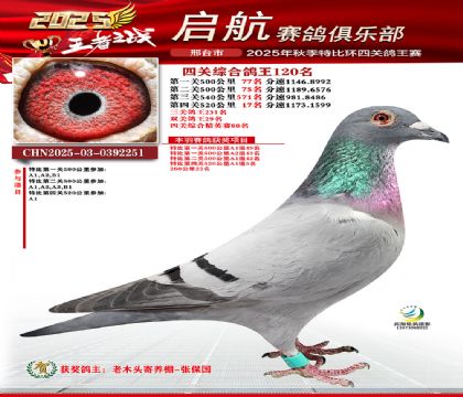 啟航四關(guān)鴿王120名