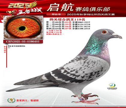 啟航四關(guān)鴿王119名