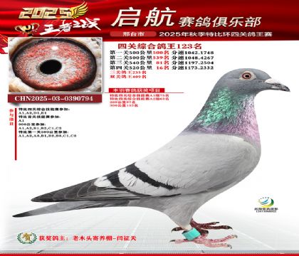 啟航四關(guān)鴿王123名