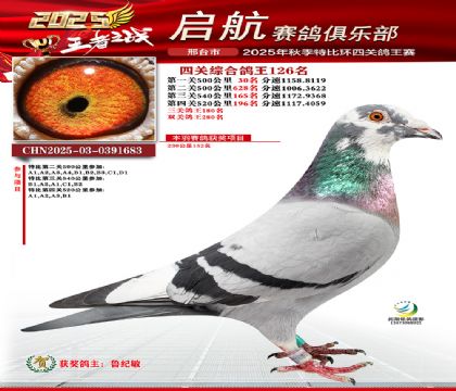 啟航四關(guān)鴿王126名