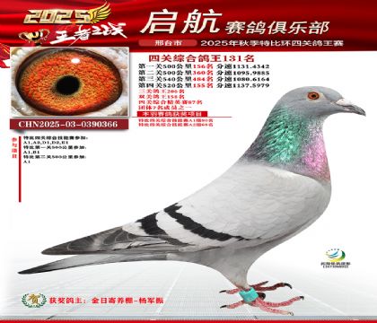 啟航四關(guān)鴿王131名