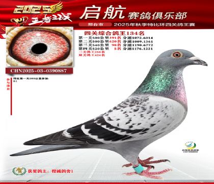 啟航四關(guān)鴿王134名