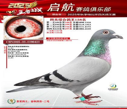 啟航四關(guān)鴿王138名
