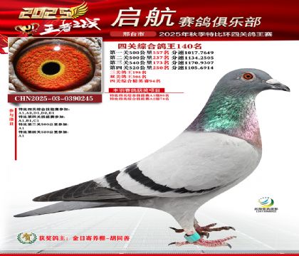 啟航四關(guān)鴿王140名