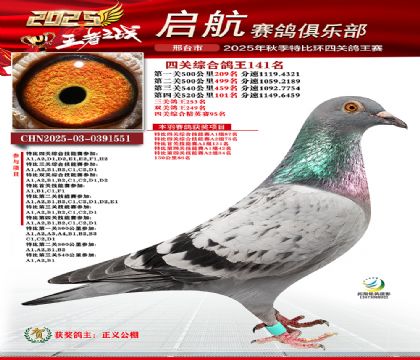 啟航四關(guān)鴿王141名