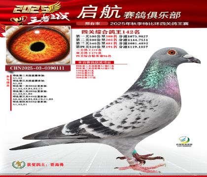 啟航四關(guān)鴿王142名