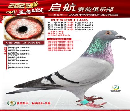 啟航四關(guān)鴿王144名