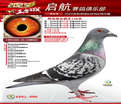 啟航四關(guān)鴿王146名