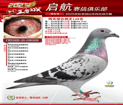 啟航四關(guān)鴿王148名