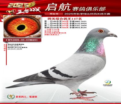啟航四關(guān)鴿王147名