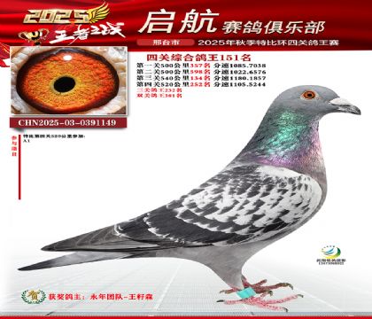 啟航四關(guān)鴿王151名