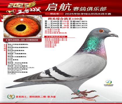 啟航四關(guān)鴿王150名