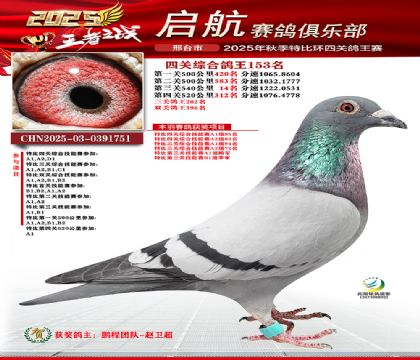 啟航四關(guān)鴿王153名