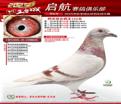啟航四關(guān)鴿王152名