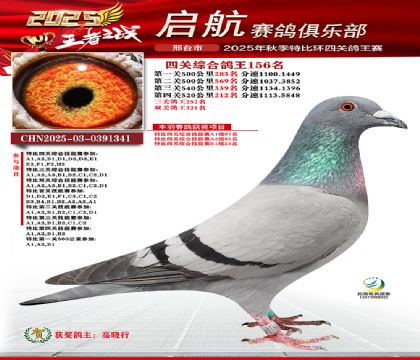 啟航四關(guān)鴿王156名