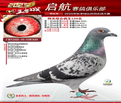 啟航四關(guān)鴿王159名