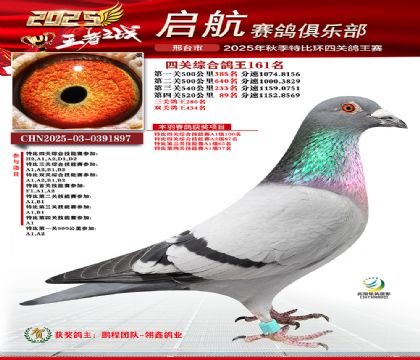 啟航四關(guān)鴿王161名