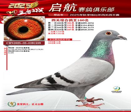 啟航四關(guān)鴿王160名