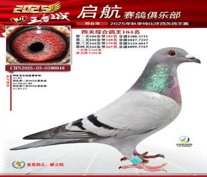 啟航四關(guān)鴿王164名