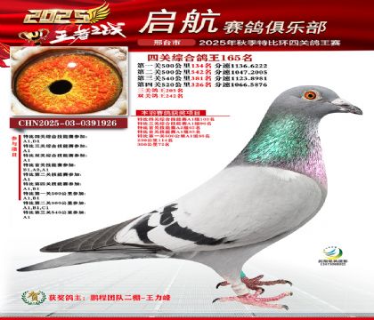 啟航四關(guān)鴿王165名