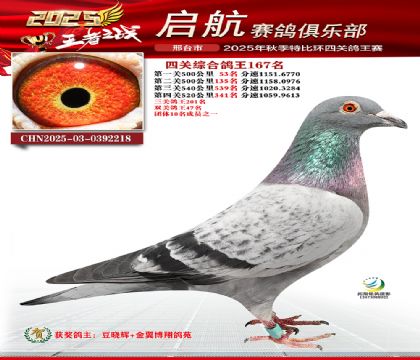 啟航四關(guān)鴿王167名