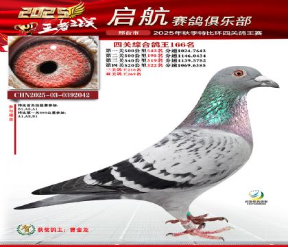 啟航四關(guān)鴿王166名