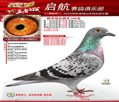 啟航四關(guān)鴿王168名