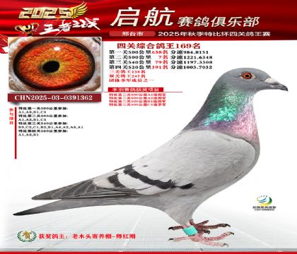啟航四關(guān)鴿王169名