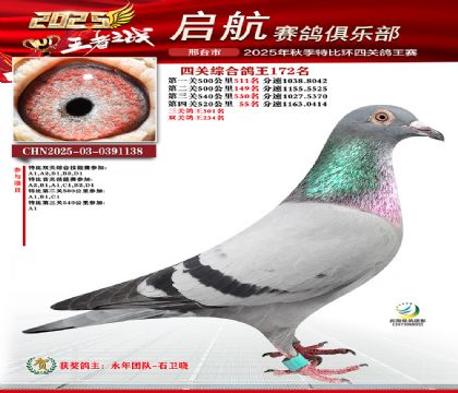 啟航四關(guān)鴿王172名