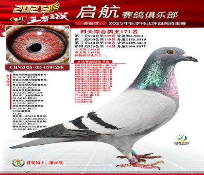 啟航四關(guān)鴿王171名