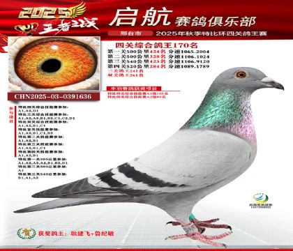 啟航四關(guān)鴿王170名
