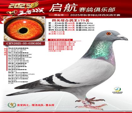 啟航四關(guān)鴿王175名