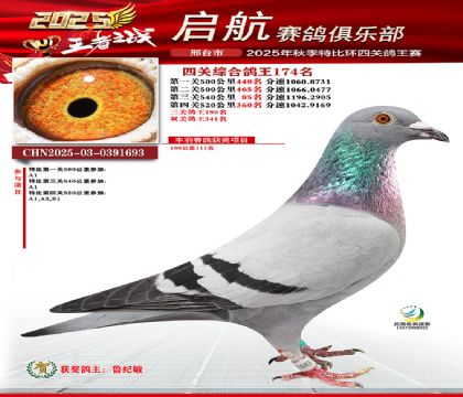 啟航四關(guān)鴿王174名