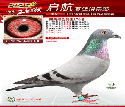啟航四關(guān)鴿王176名
