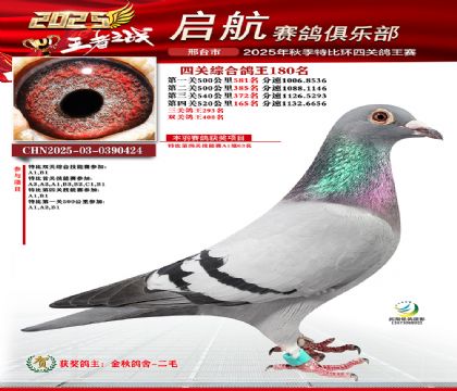 啟航四關(guān)鴿王180名