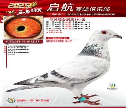 啟航四關(guān)鴿王181名