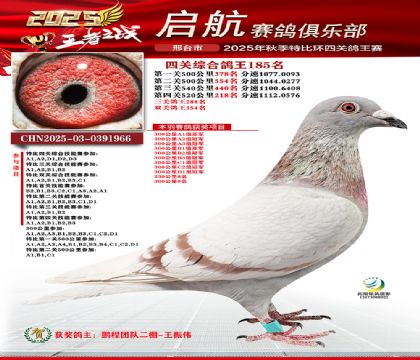 啟航四關(guān)鴿王185名