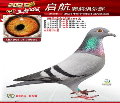 啟航四關(guān)鴿王184名