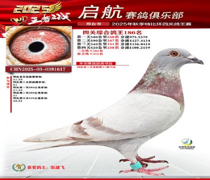 啟航四關(guān)鴿王186名