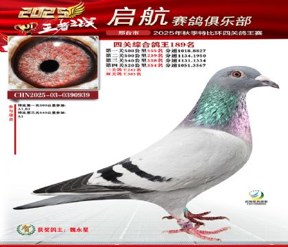 啟航四關(guān)鴿王189名