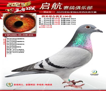 啟航四關(guān)鴿王190名
